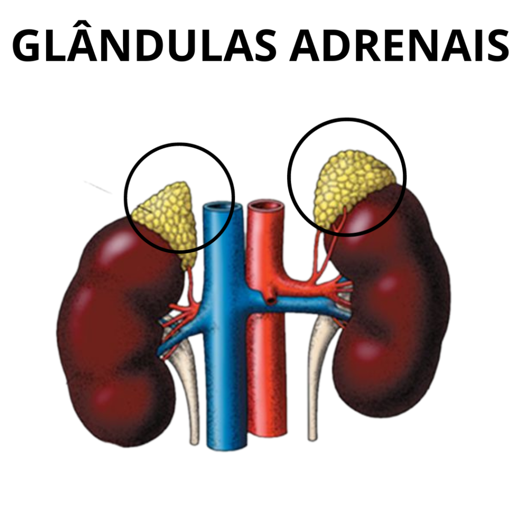 img-adrenais dr andres