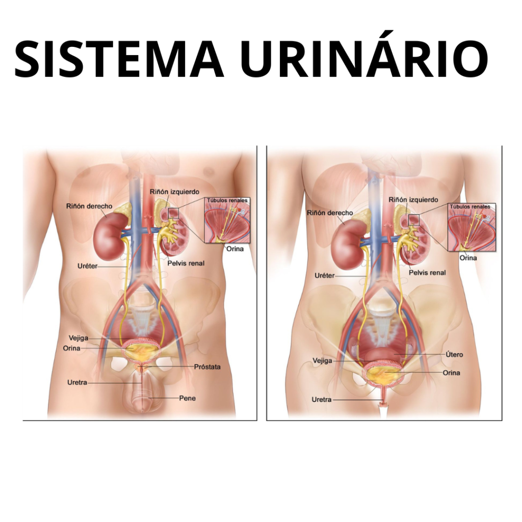 img-sistema-urinario