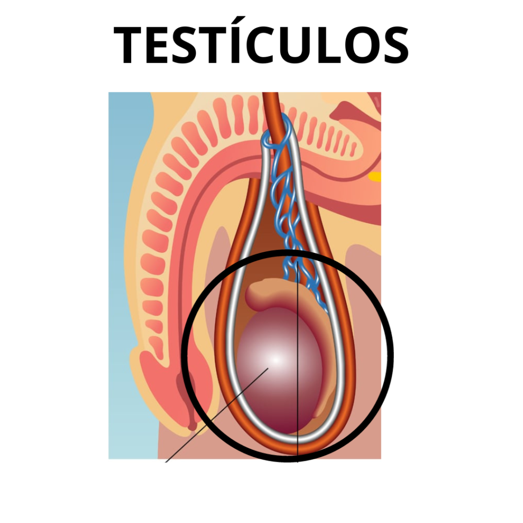 orgão que dr andres trata