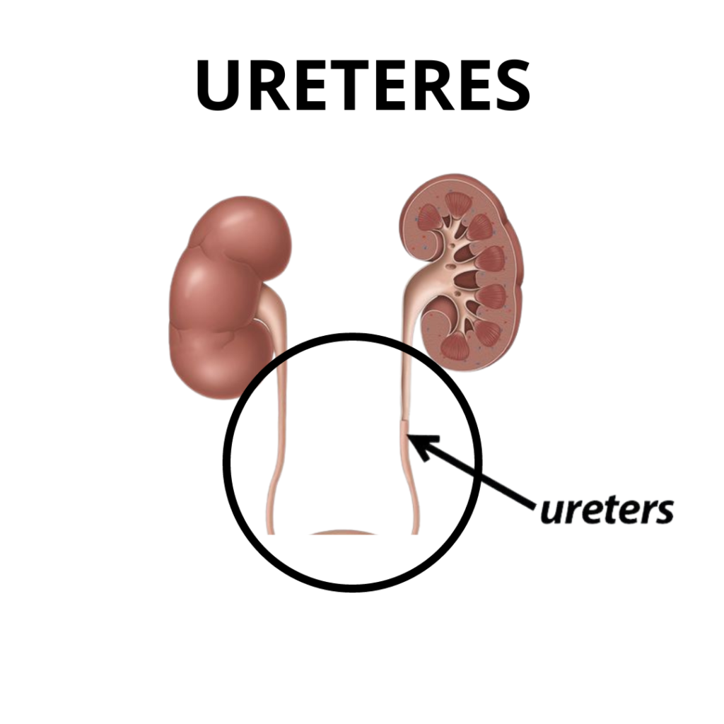 img ureteres dr andres