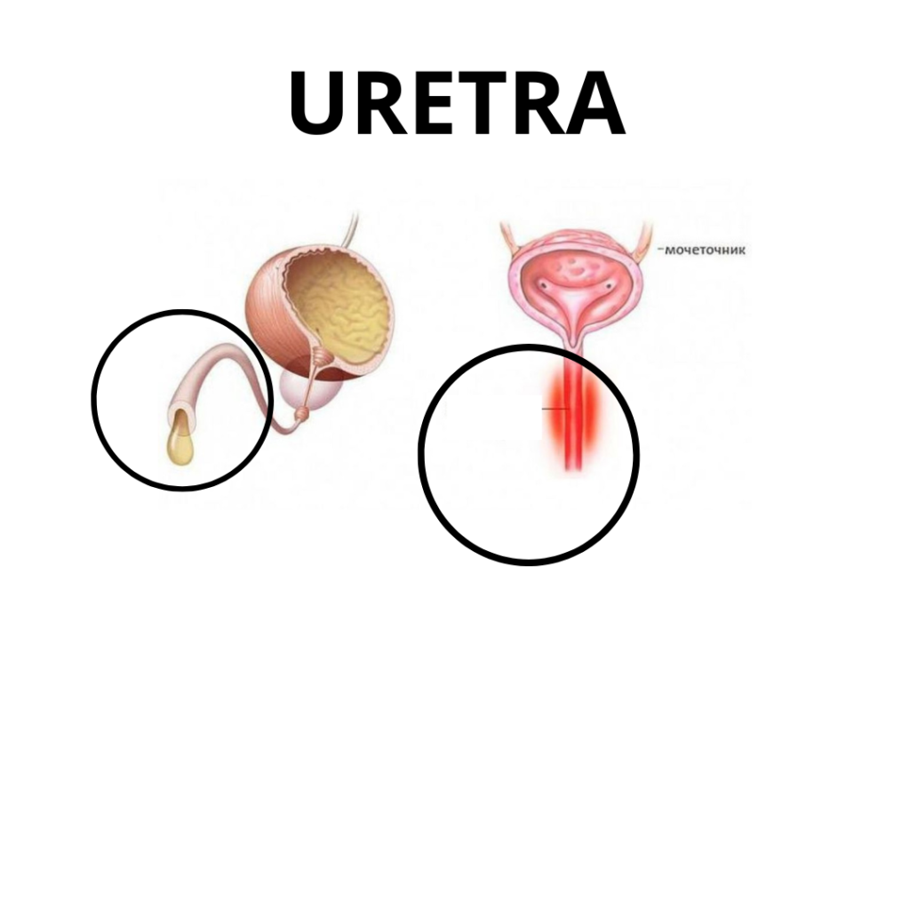 uretra-dr-andres